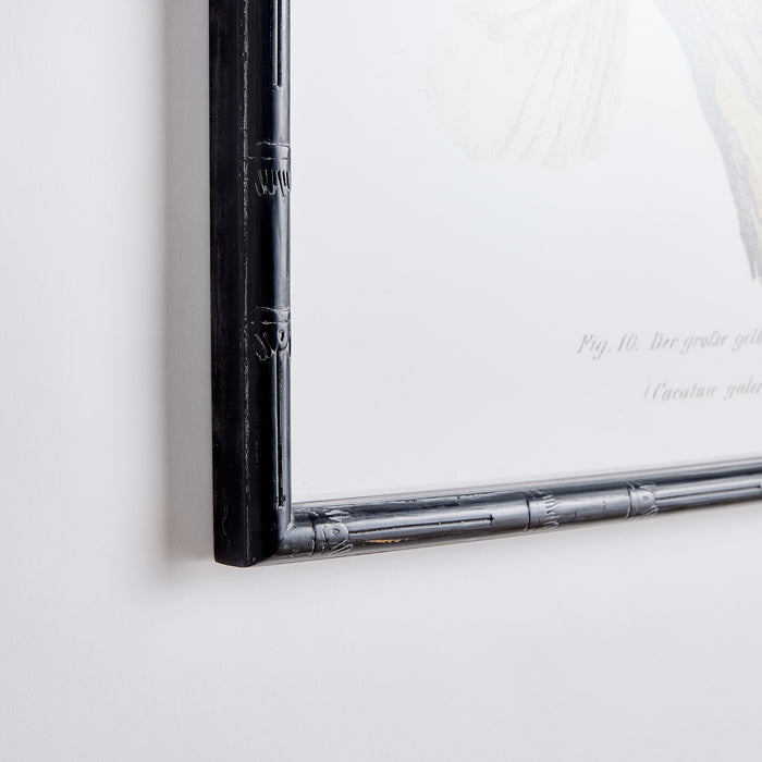 Design Shop Parrot Study In White, Set Of 4