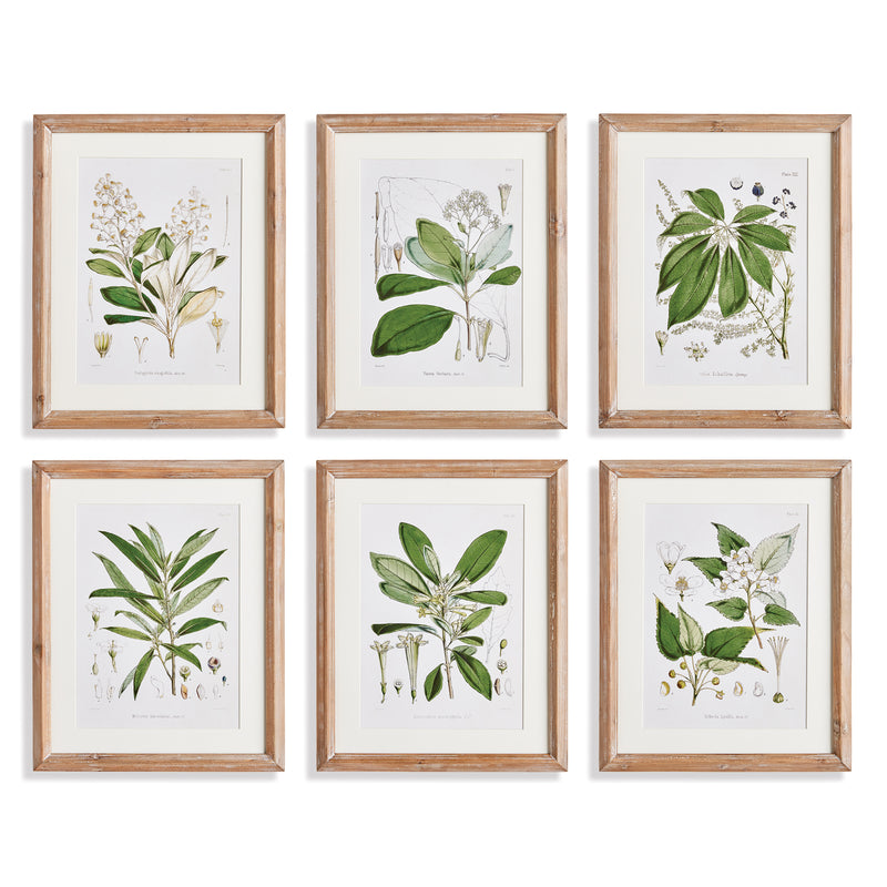 Design Shop Classic Flower And Leaf Study, Set Of 6