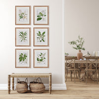 Design Shop Classic Flower And Leaf Study, Set Of 6