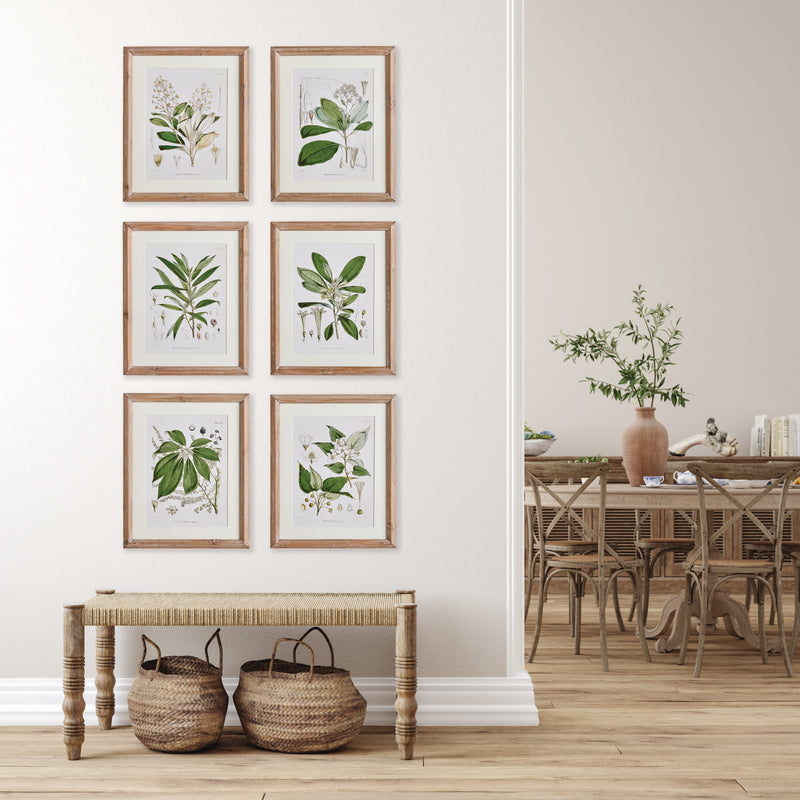 Design Shop Classic Flower And Leaf Study, Set Of 6