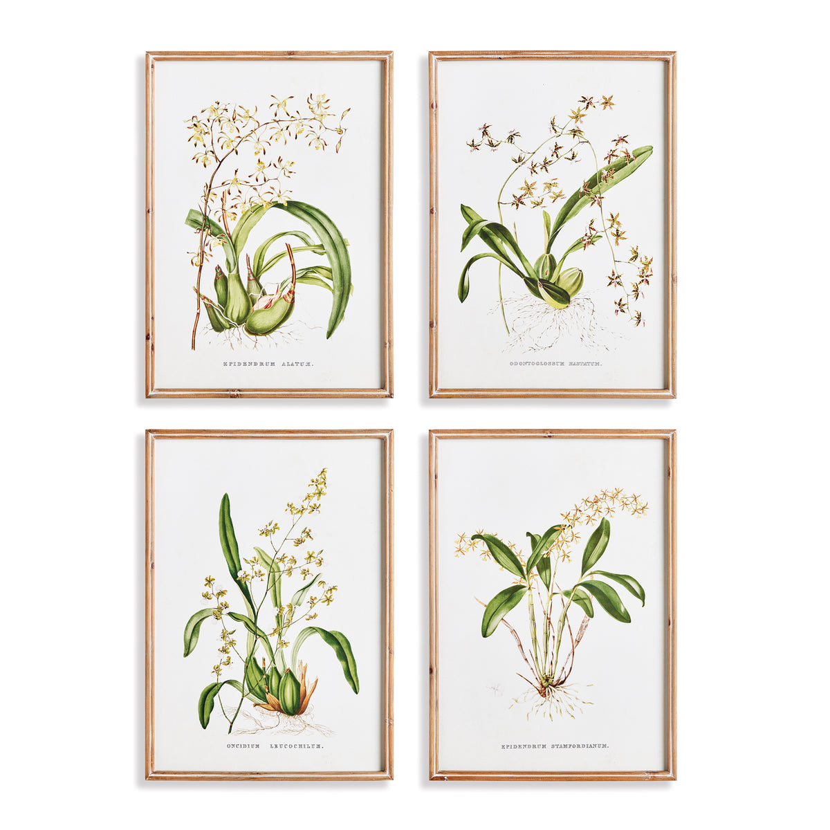 Design Shop Orchid Assortment Study, Set Of 4