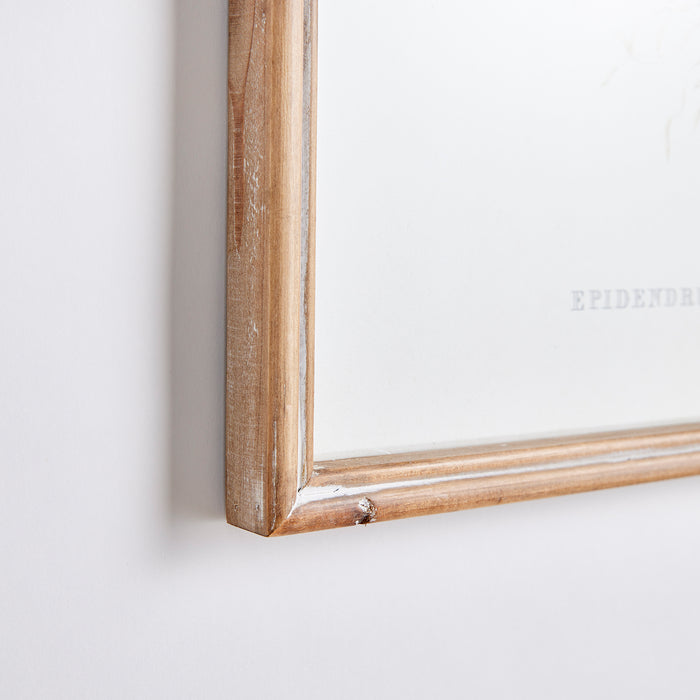 Design Shop Orchid Assortment Study, Set Of 4