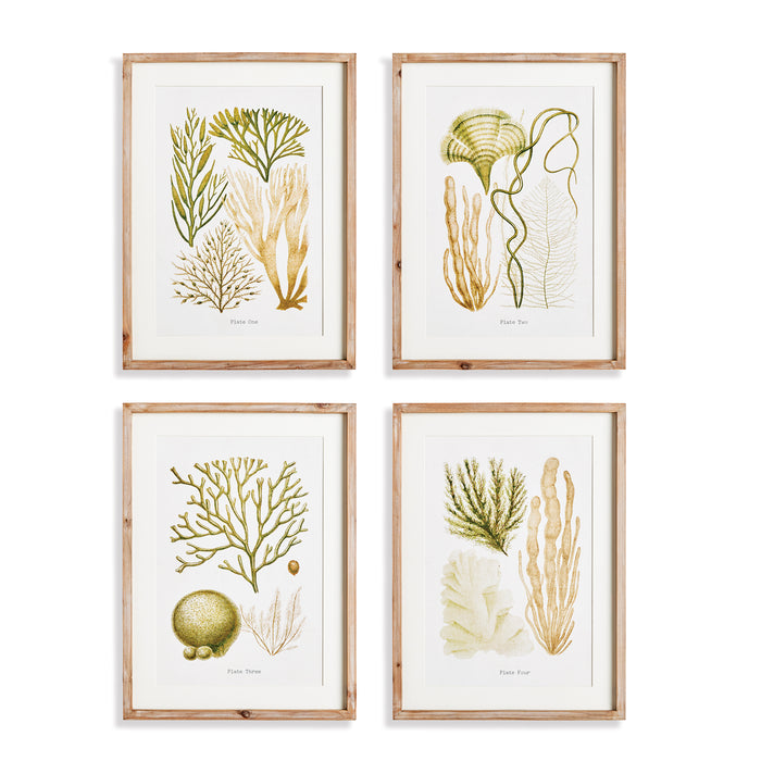 Design Shop Verdant Coral Study, Set Of 4
