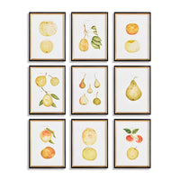 Design Shop Assorted Fruits Study, Set Of 9