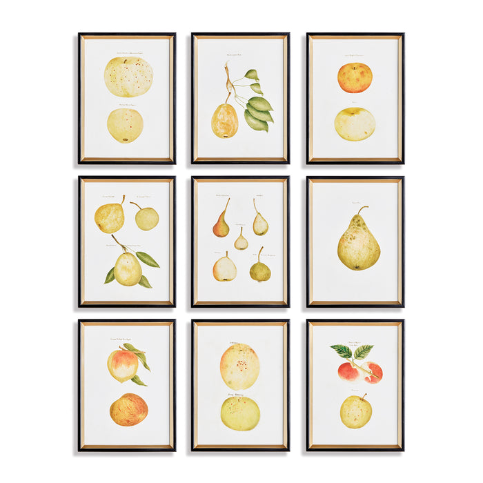 Design Shop Assorted Fruits Study, Set Of 9