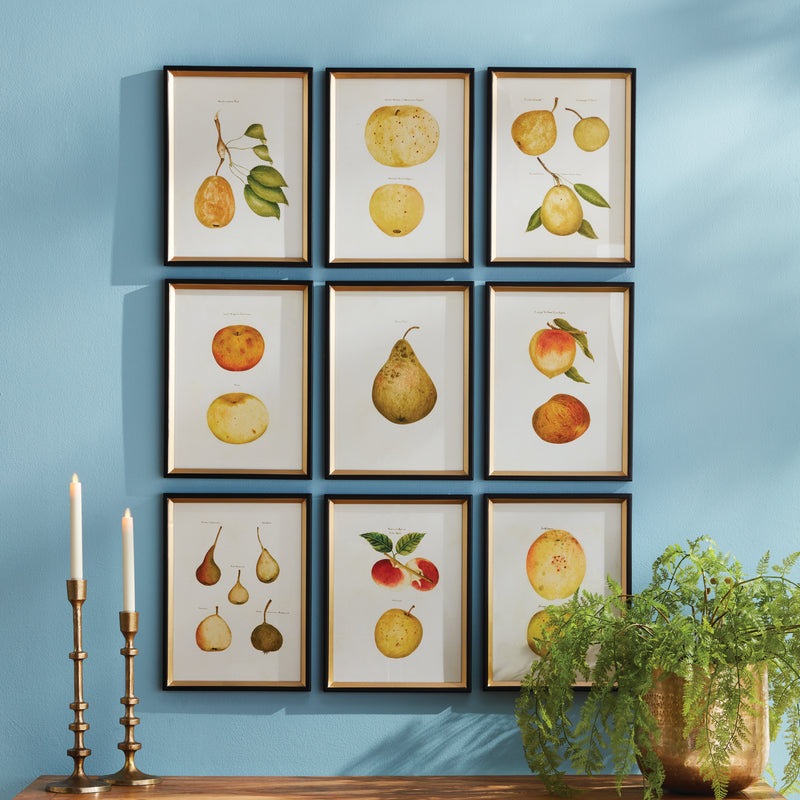 Design Shop Assorted Fruits Study, Set Of 9