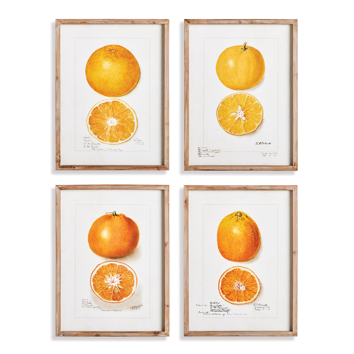 Design Shop Citrus Study, Set Of 4