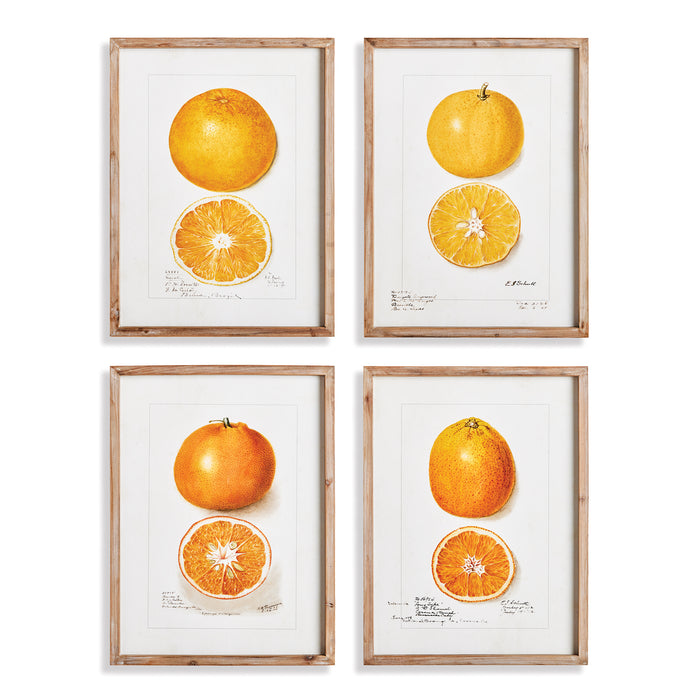 Design Shop Citrus Study, Set Of 4