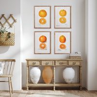 Design Shop Citrus Study, Set Of 4