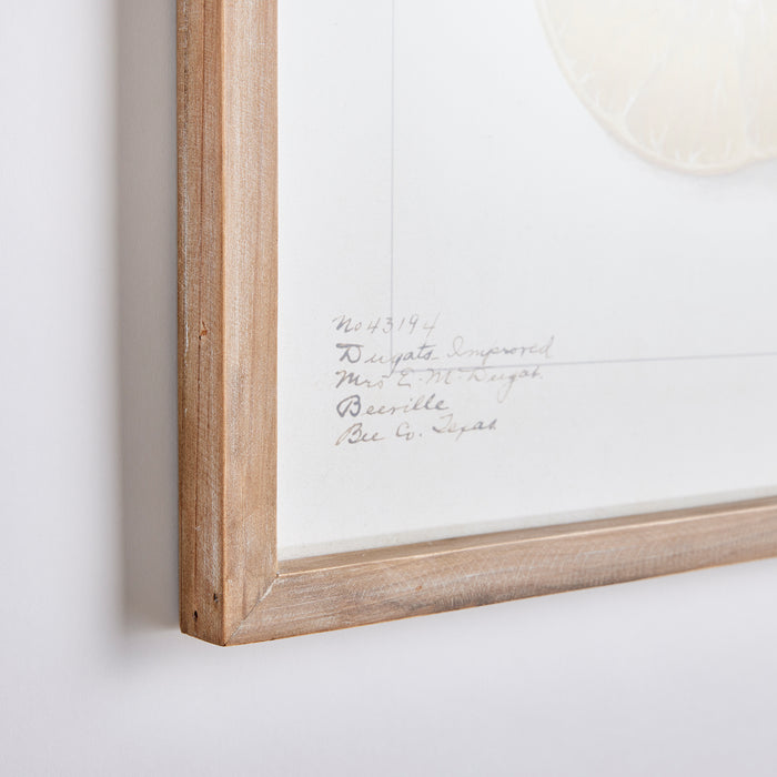 Design Shop Citrus Study, Set Of 4