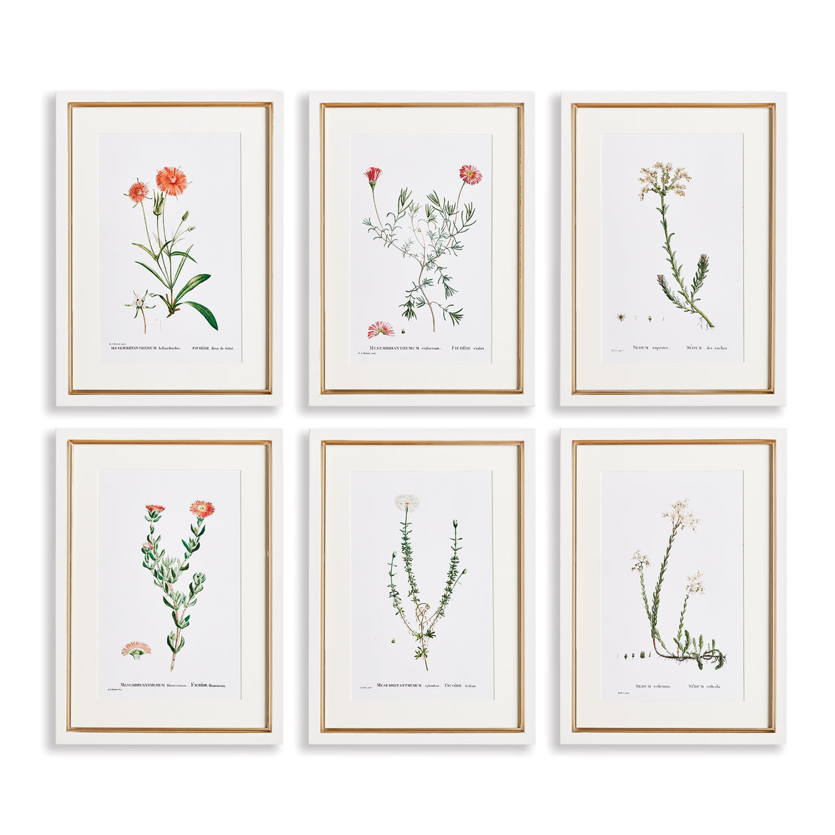 Design Shop Flower Studies In Shades Of Blush, Set Of 6