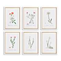 Design Shop Flower Studies In Shades Of Blush, Set Of 6