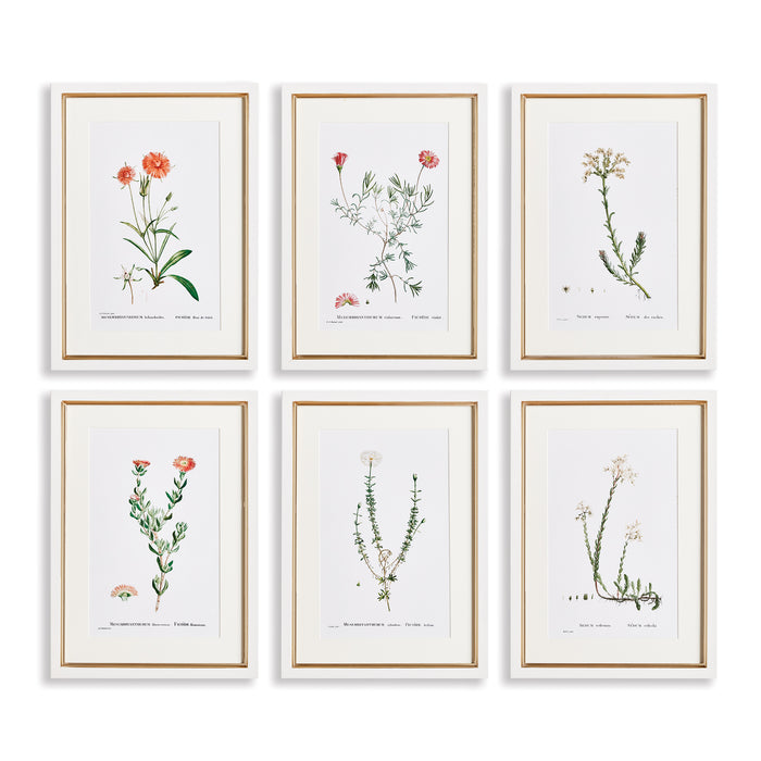 Design Shop Flower Studies In Shades Of Blush, Set Of 6