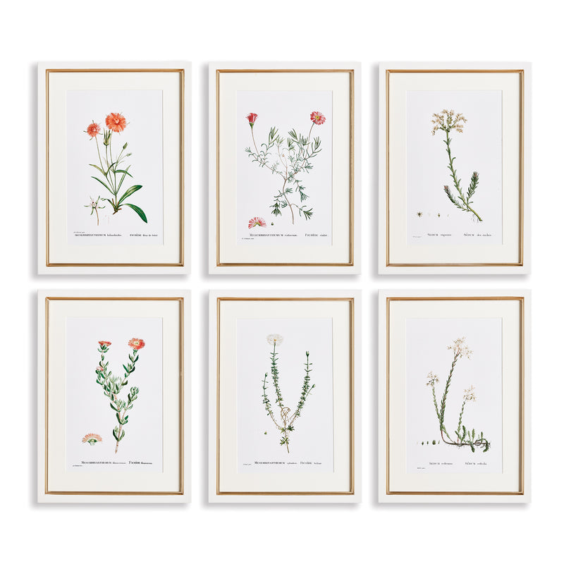 Design Shop Flower Studies In Shades Of Blush, Set Of 6
