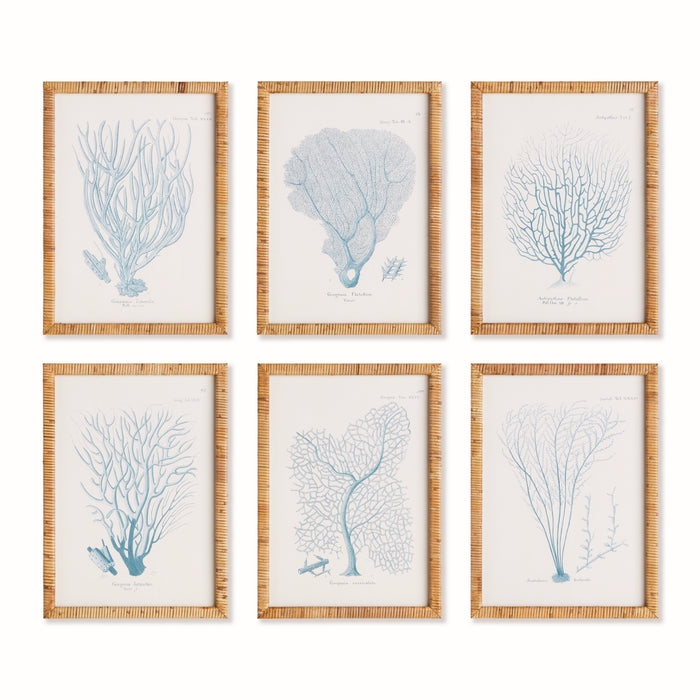 Design Shop Sea Fan And Coral Study In Blue, Set Of 6