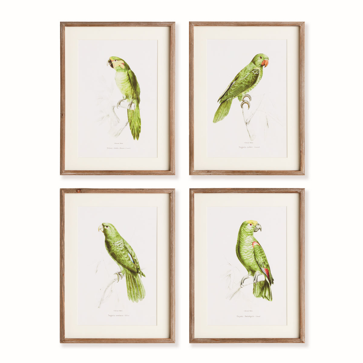 Design Shop Parrot Illustrations In Green, Set Of 4