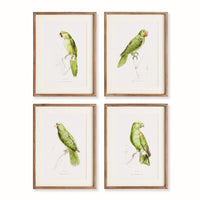 Design Shop Parrot Illustrations In Green, Set Of 4