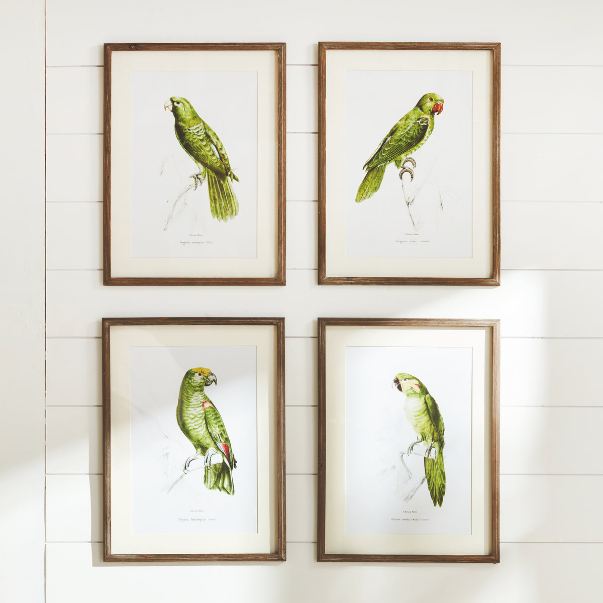 Design Shop Parrot Illustrations In Green, Set Of 4
