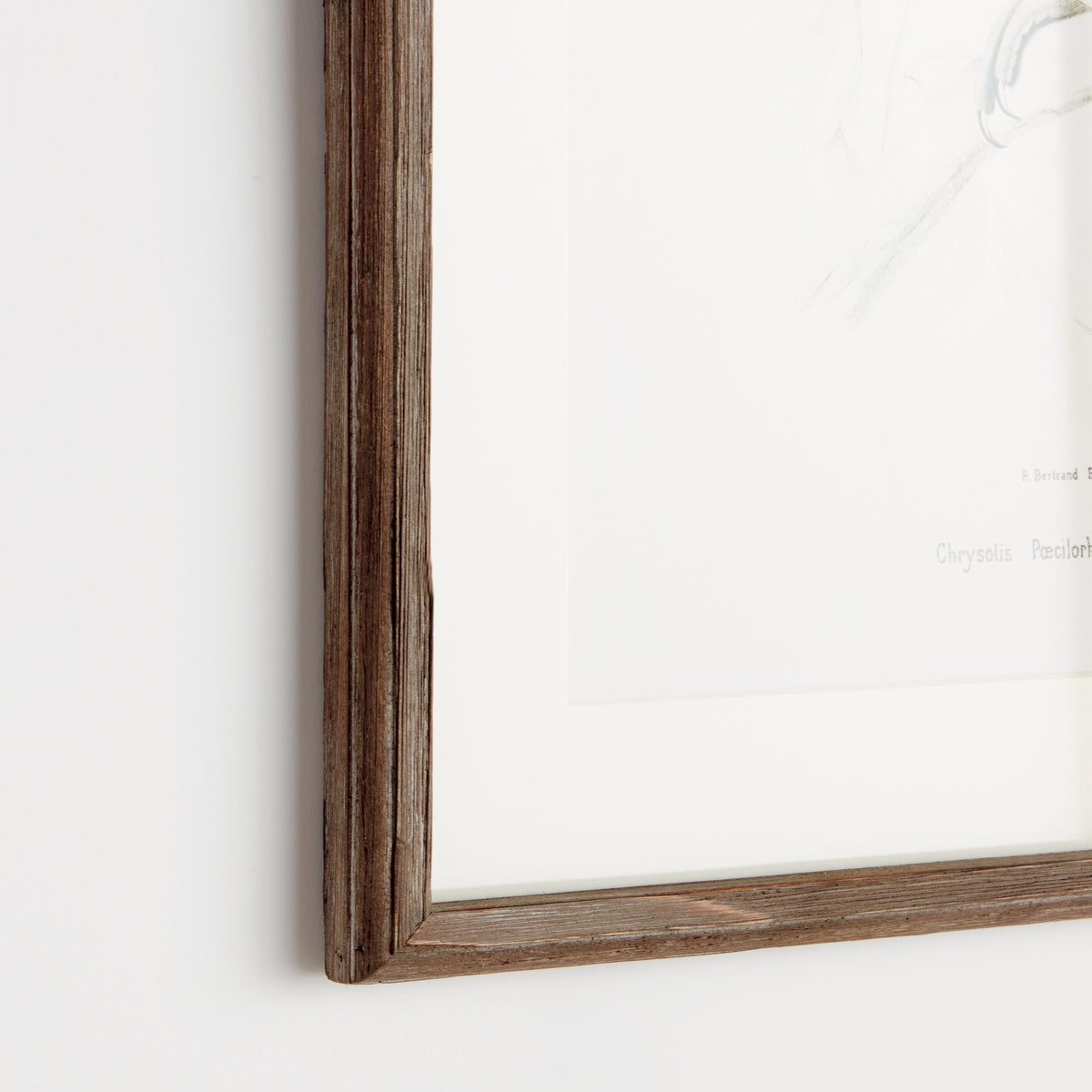 Design Shop Parrot Illustrations In Green, Set Of 4