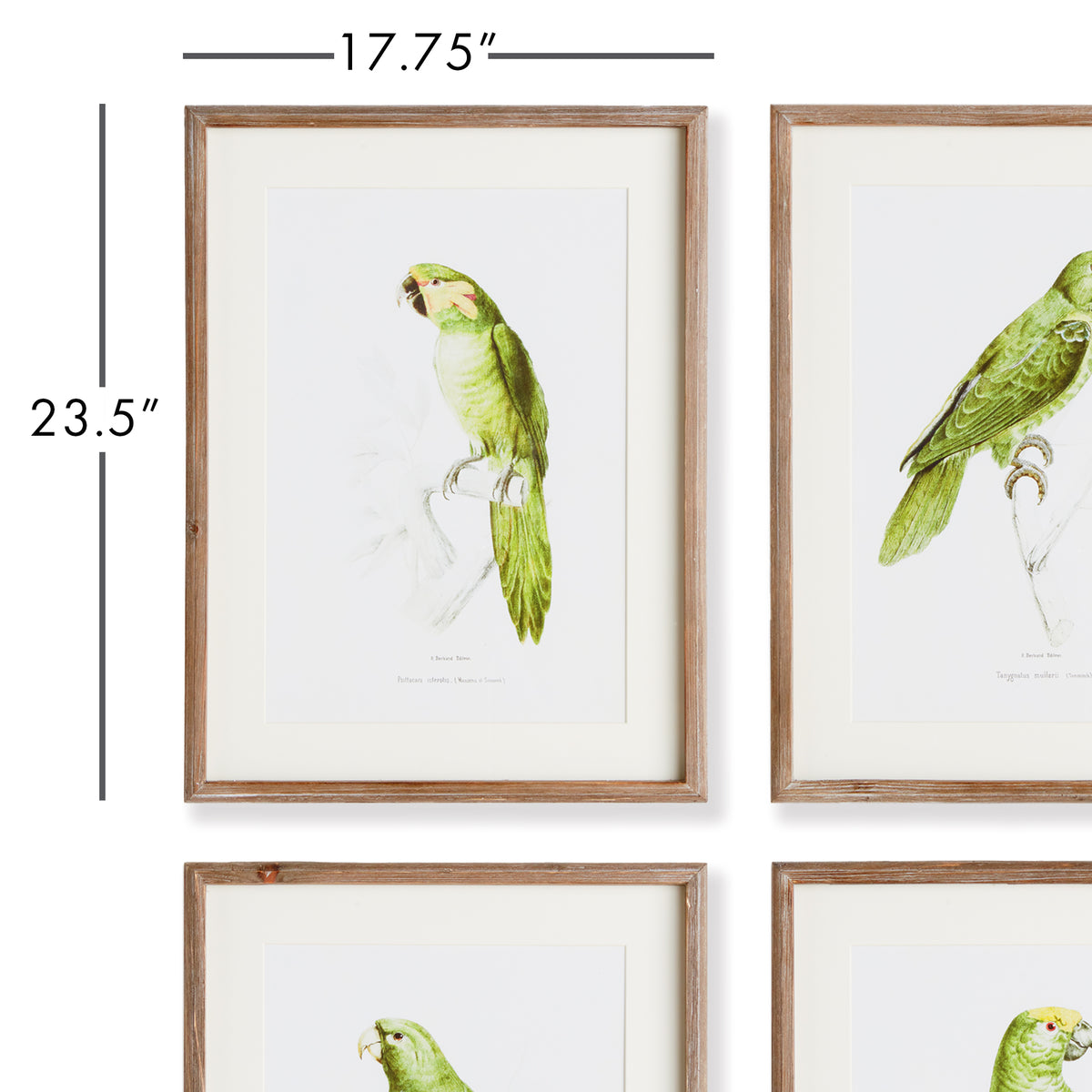Design Shop Parrot Illustrations In Green, Set Of 4