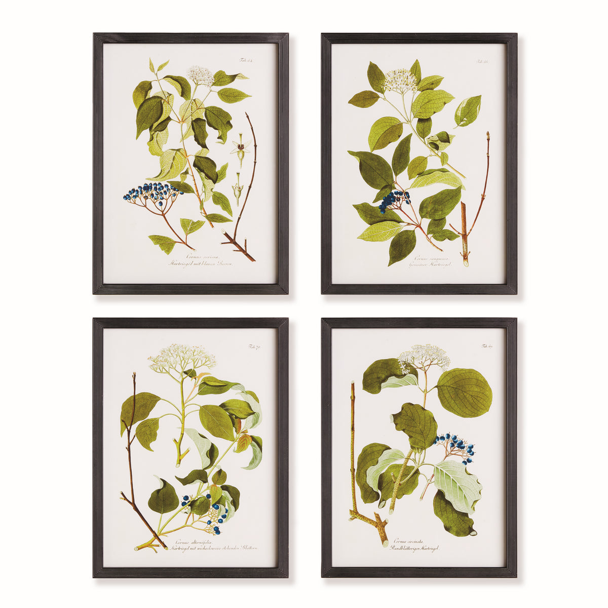 Design Shop Floral And Berry Study, Set Of 4