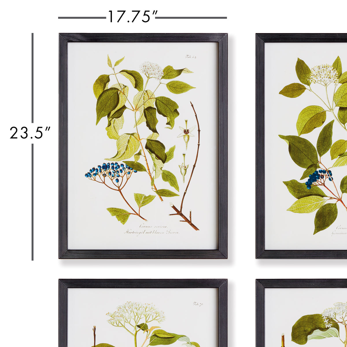 Design Shop Floral And Berry Study, Set Of 4