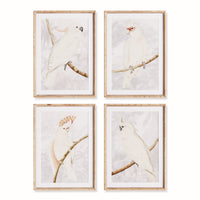 Design Shop White Cockatoo Prints, Set Of 4
