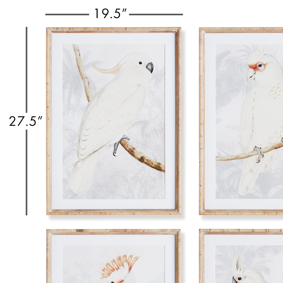 Design Shop White Cockatoo Prints, Set Of 4