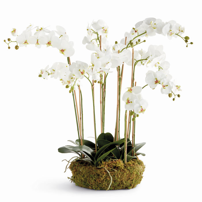 Design Shop Phalaenopsis Orchid Bowl Drop-In 35"