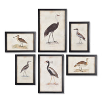 Design Shop Waterfowl Gallery, Set Of 6