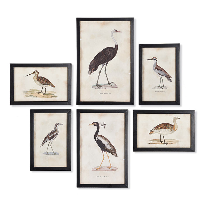 Design Shop Waterfowl Gallery, Set Of 6