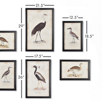 Design Shop Waterfowl Gallery, Set Of 6