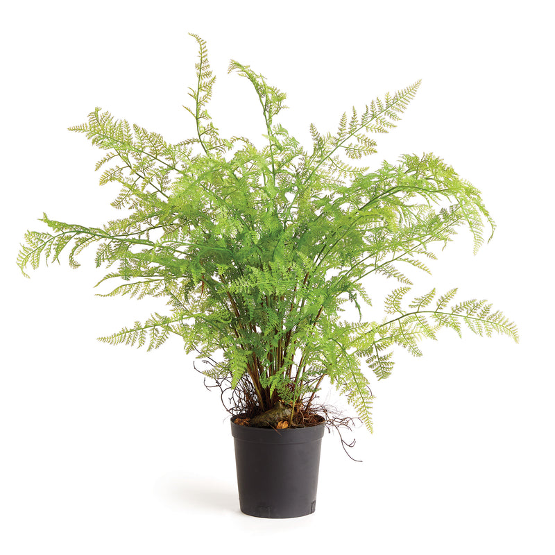 Design Shop Soft Fern Drop-In 36"