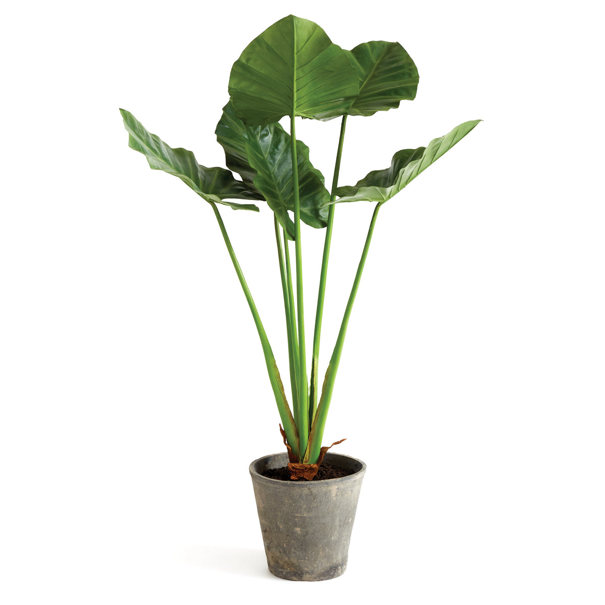 Design Shop Alocasia Potted 42"