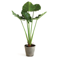 Design Shop Alocasia Potted 42"