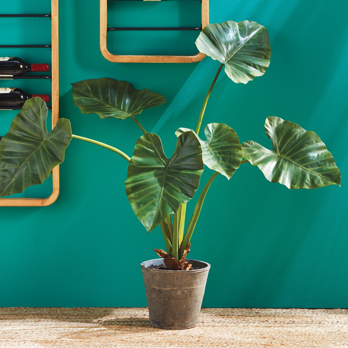Design Shop Alocasia Potted 42"