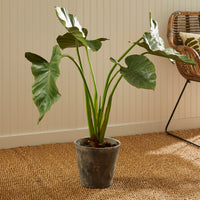 Design Shop Alocasia Potted 42"