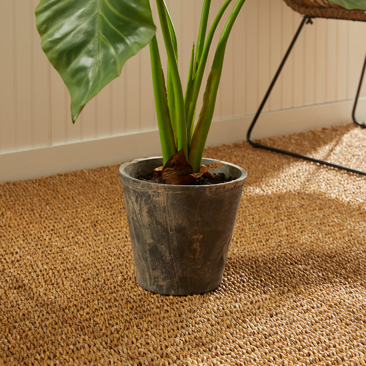 Design Shop Alocasia Potted 42"