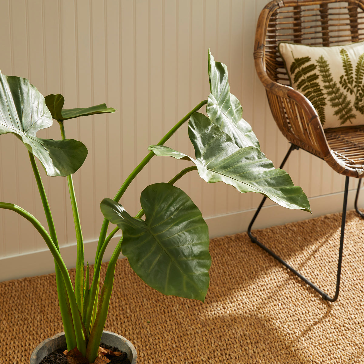 Design Shop Alocasia Potted 42"