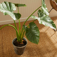 Design Shop Alocasia Potted 42"