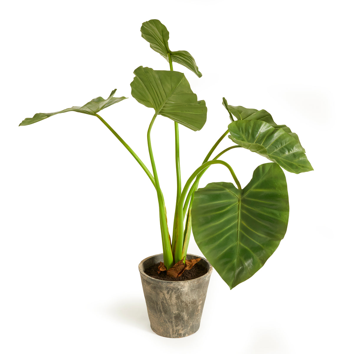Design Shop Alocasia Potted 42"