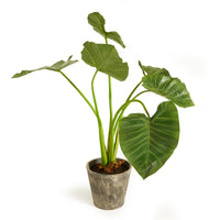 Design Shop Alocasia Potted 42"