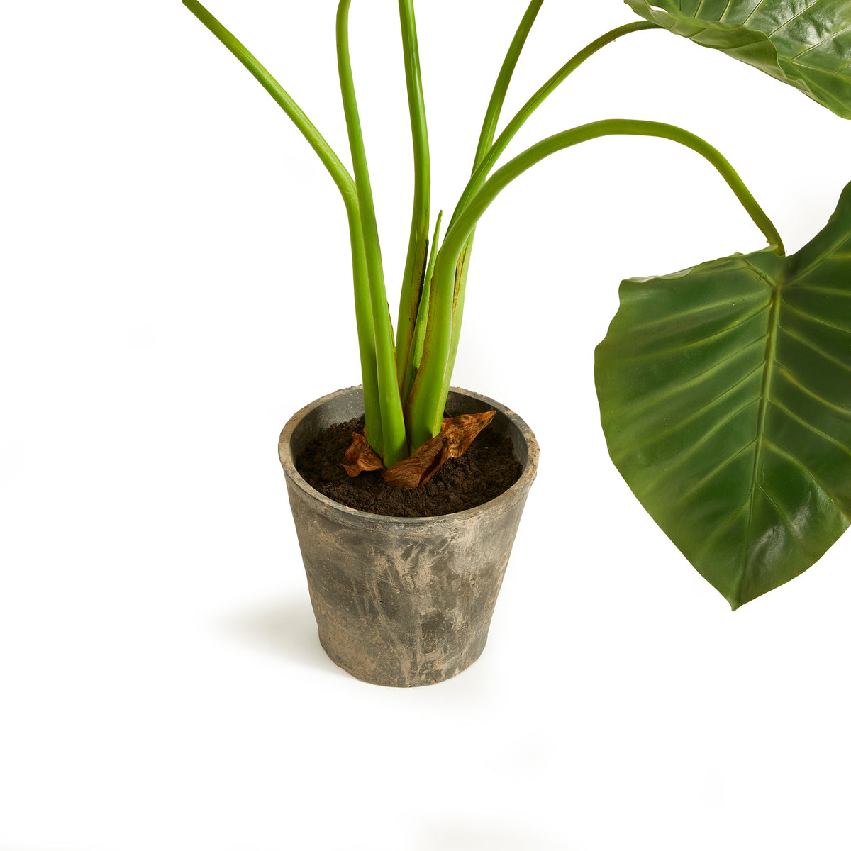 Design Shop Alocasia Potted 42"