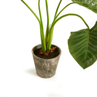 Design Shop Alocasia Potted 42"