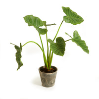 Design Shop Alocasia Potted 42"