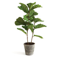 Design Shop Fiddle Leaf Fig Potted 43"