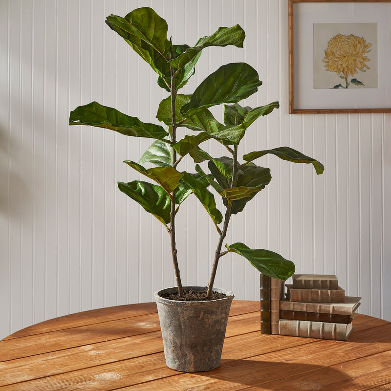 Design Shop Fiddle Leaf Fig Potted 43"