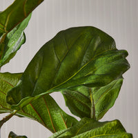 Design Shop Fiddle Leaf Fig Potted 43"