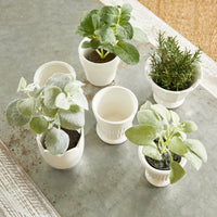 Design Shop Mirabelle Mini Cachepots, Set Of 6