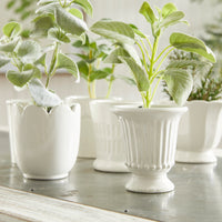 Design Shop Mirabelle Mini Cachepots, Set Of 6